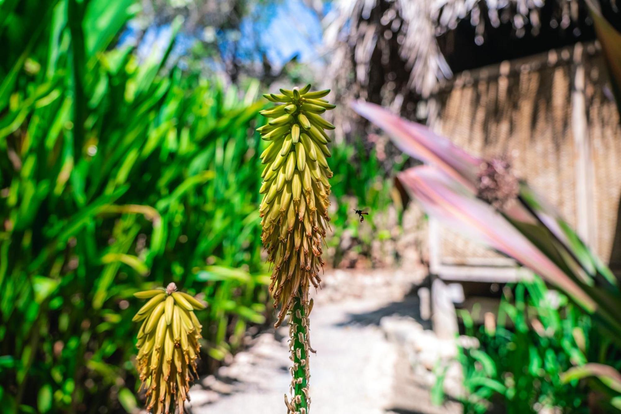 Haramara Retreat Otel Sayulita Dış mekan fotoğraf